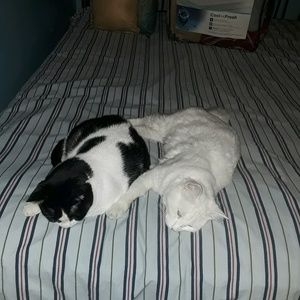 Meet your Posher, Dora